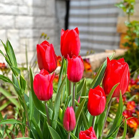 شقة Vilim 2226 بولا